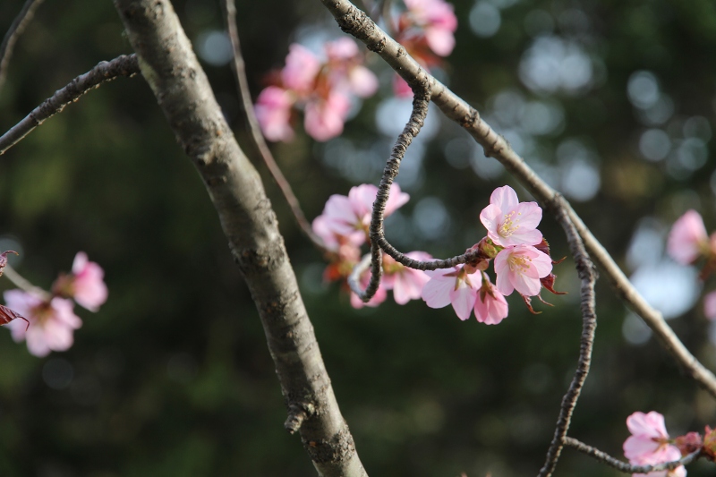 ファイル 83-9.jpg