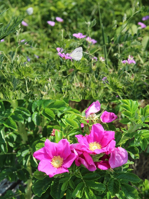 ファイル 84-8.jpg