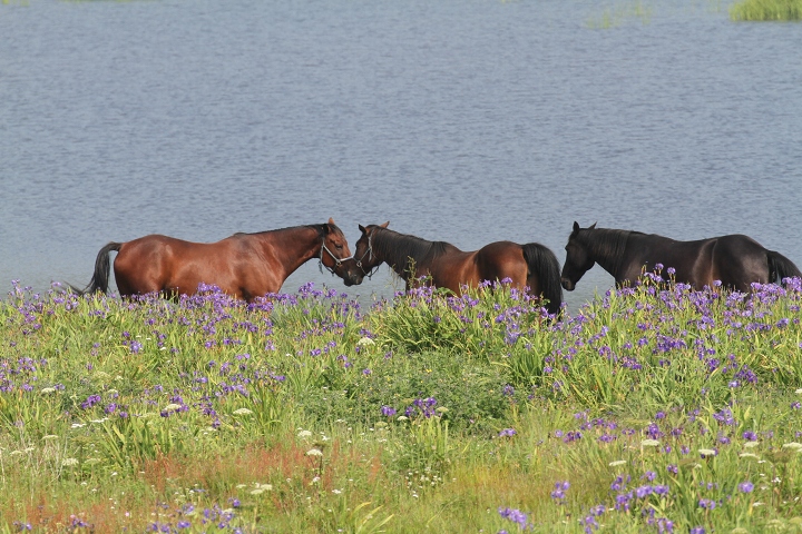 ファイル 92-7.jpg