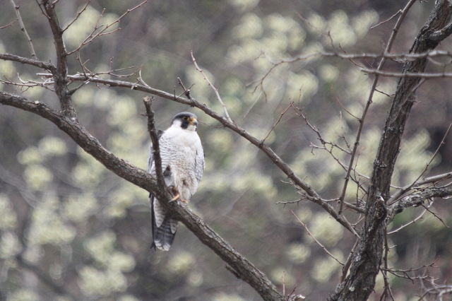 ファイル 95-1.jpg