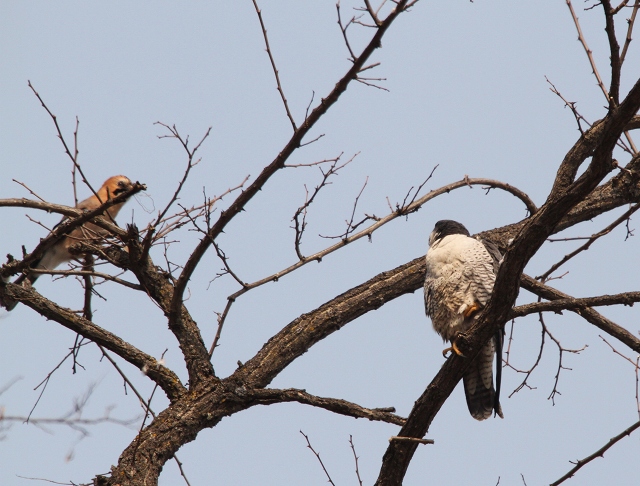 ファイル 95-7.jpg