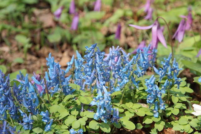 ファイル 96-2.jpg