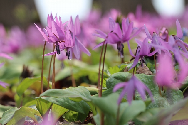 ファイル 96-5.jpg