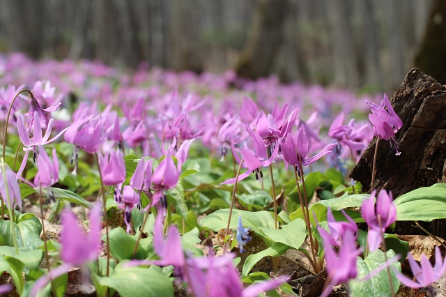 ファイル 96-7.jpg