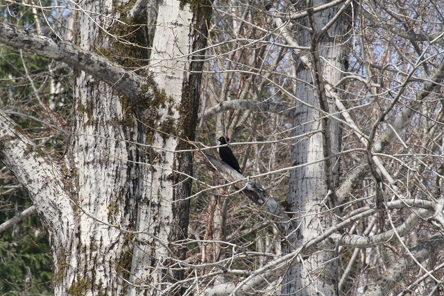 ファイル 99-2.jpg